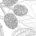 Alnus subcordata Reliktbäume Relicttrees botanische Illustration